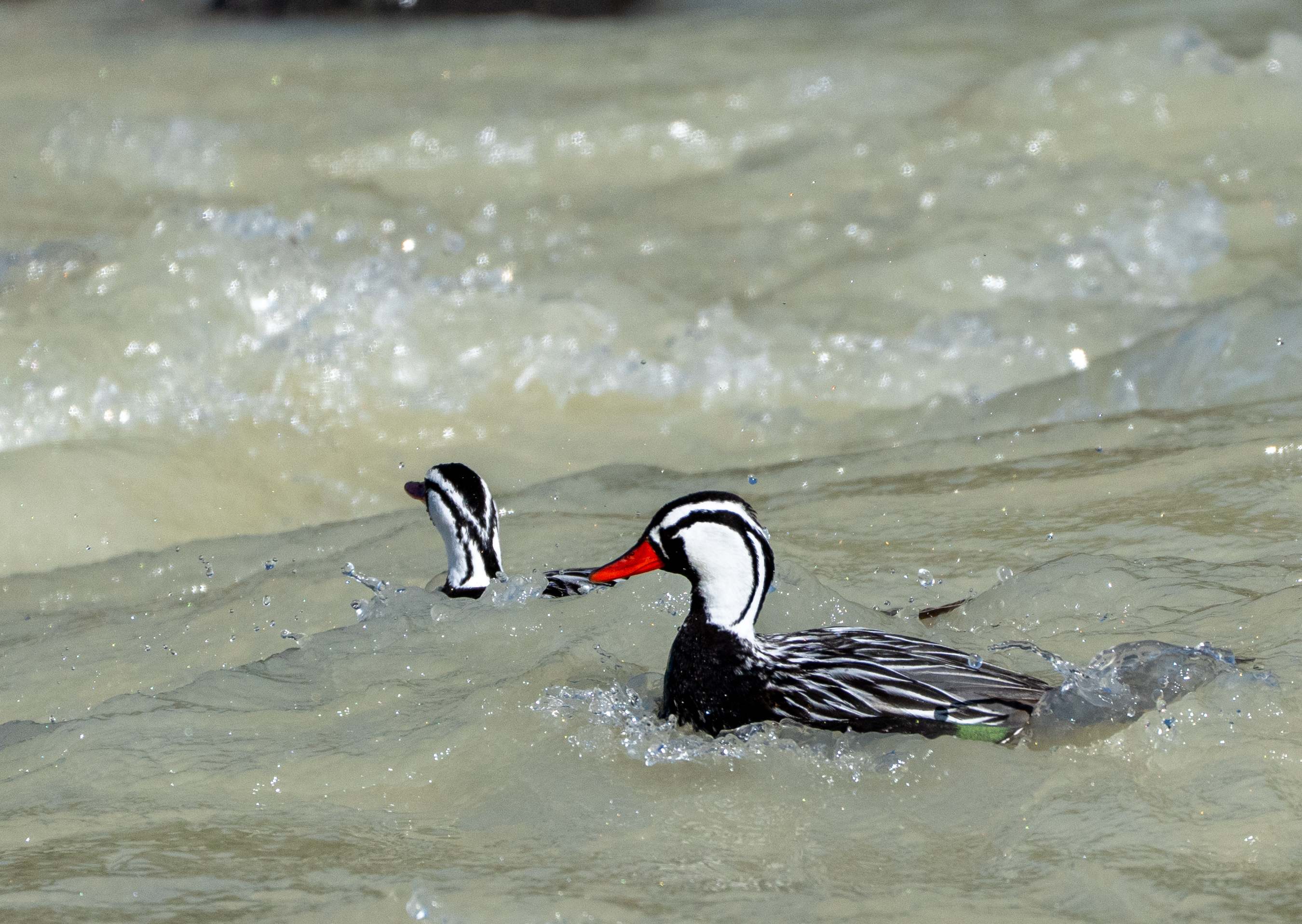 Male Torrent Duck in Rio Fitzroy