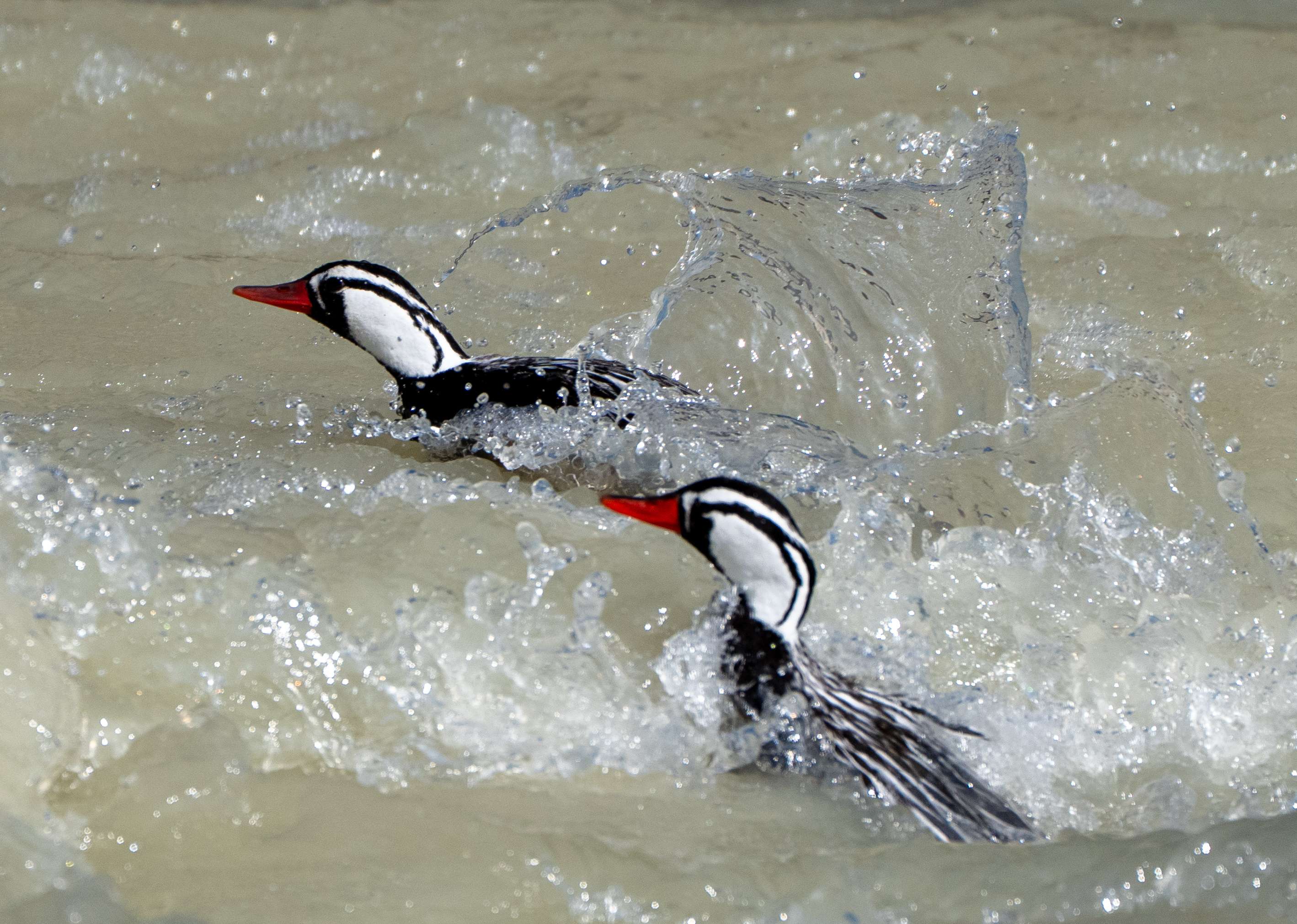 Male Torrent Duck in Rio Fitzroy