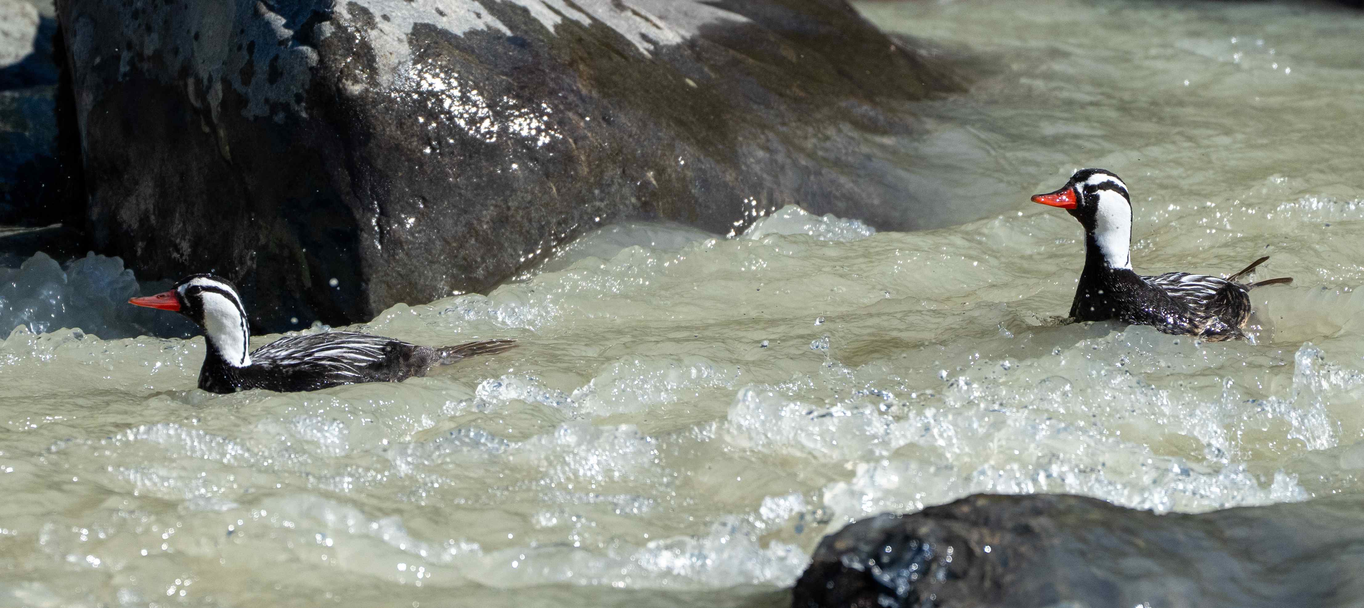 Male Torrent Duck in Rio Fitzroy