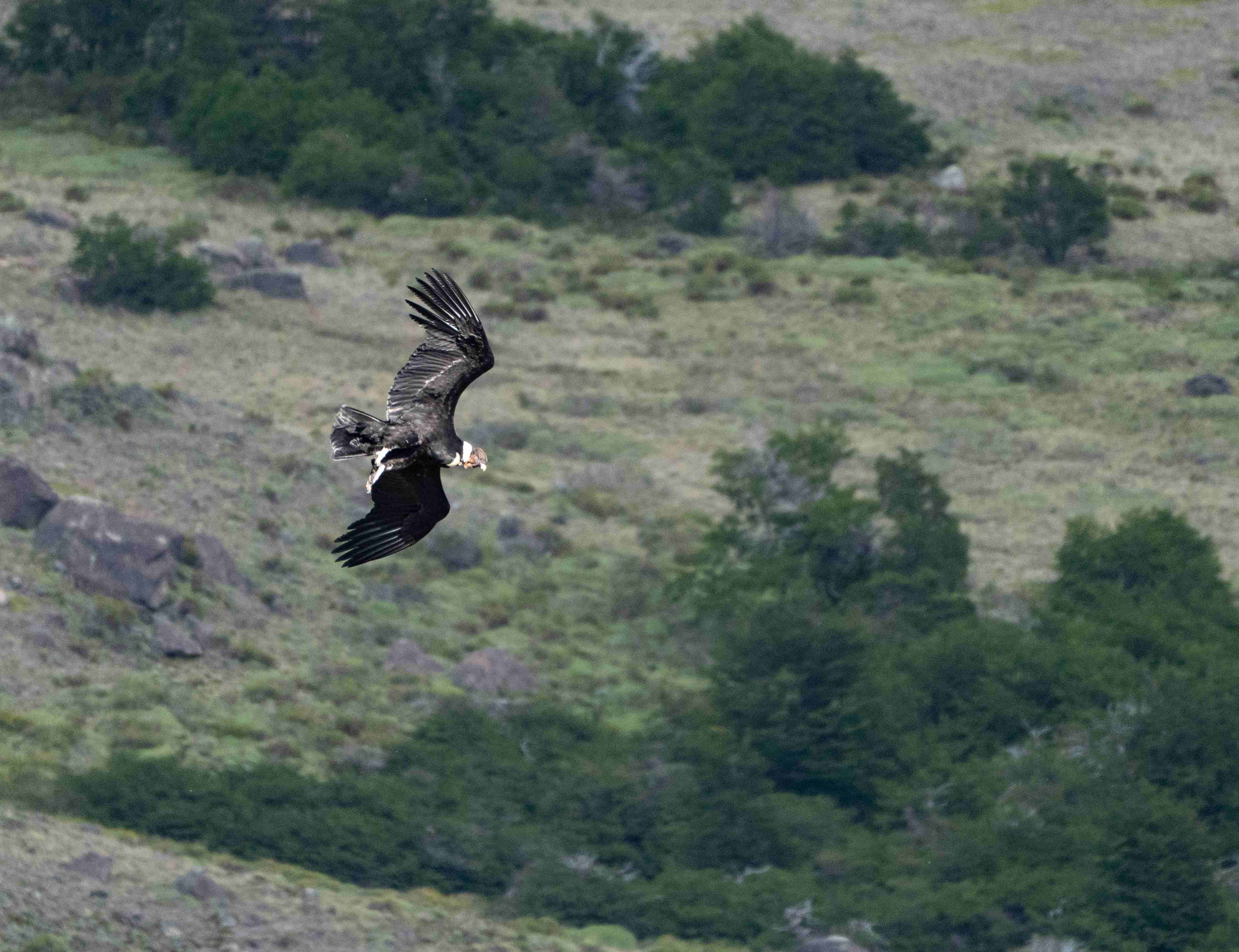 Andean Condor coming into land