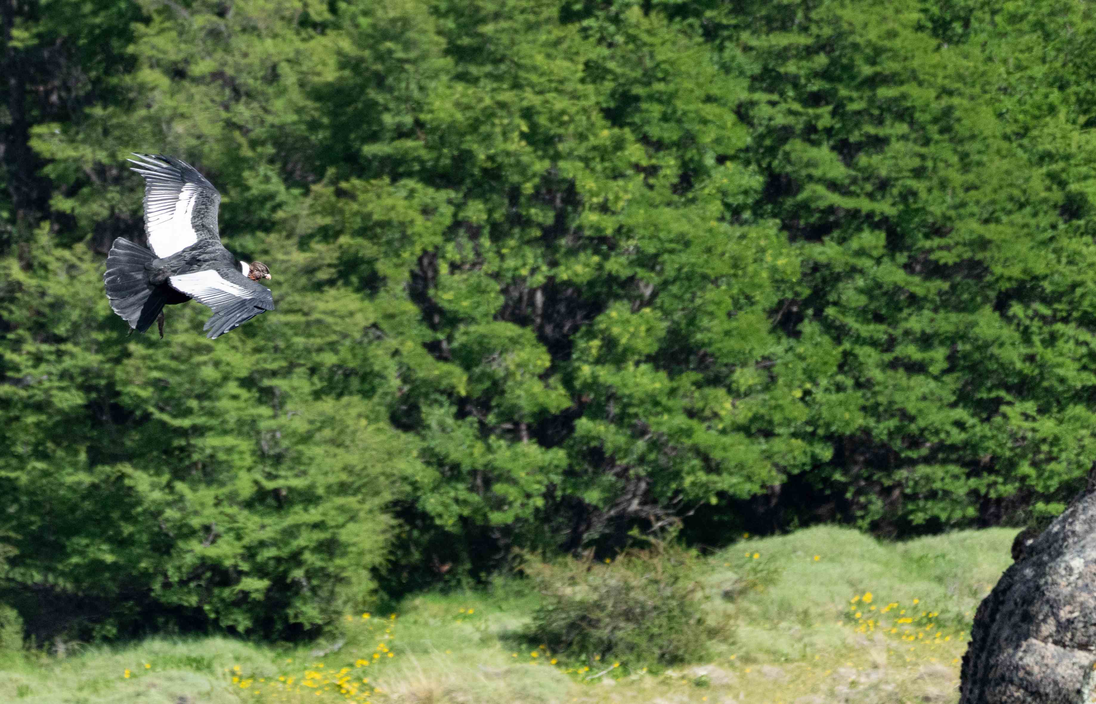 Andean Condor coming into land