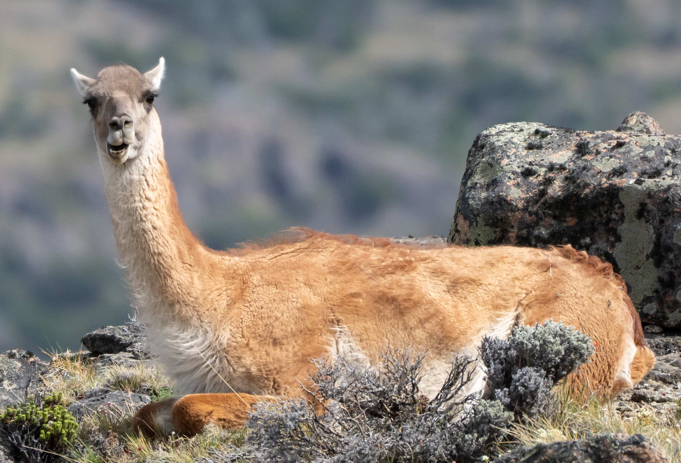 Guanaco chewing