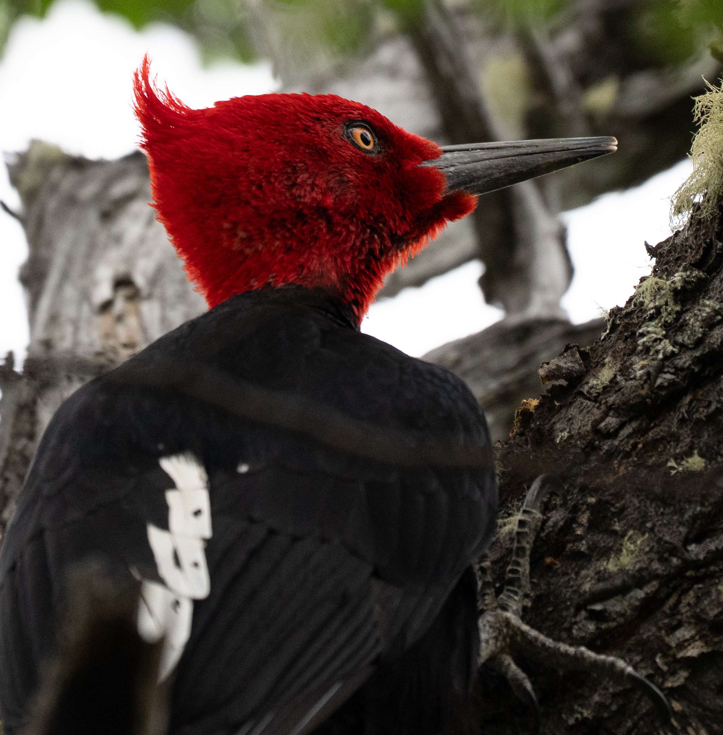 Magellanic Woodpecker male