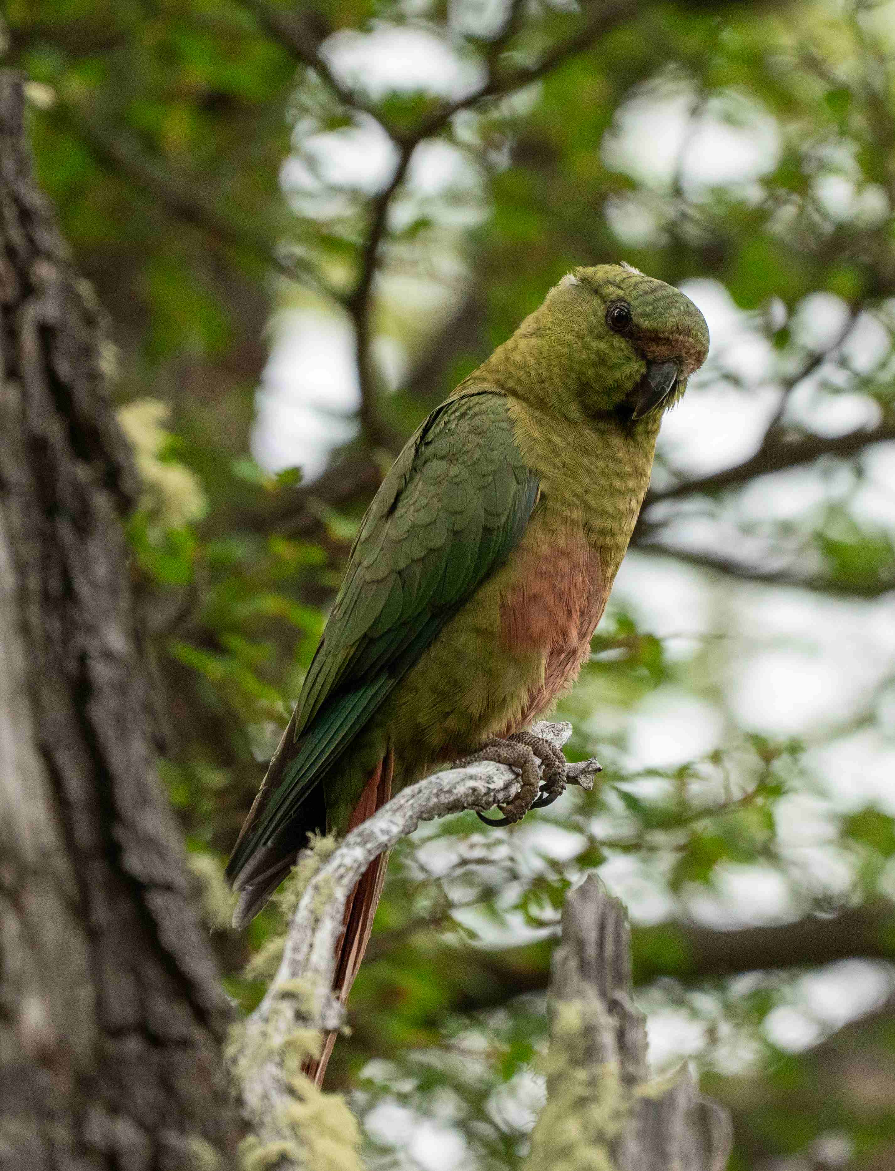 Austral Parakeet