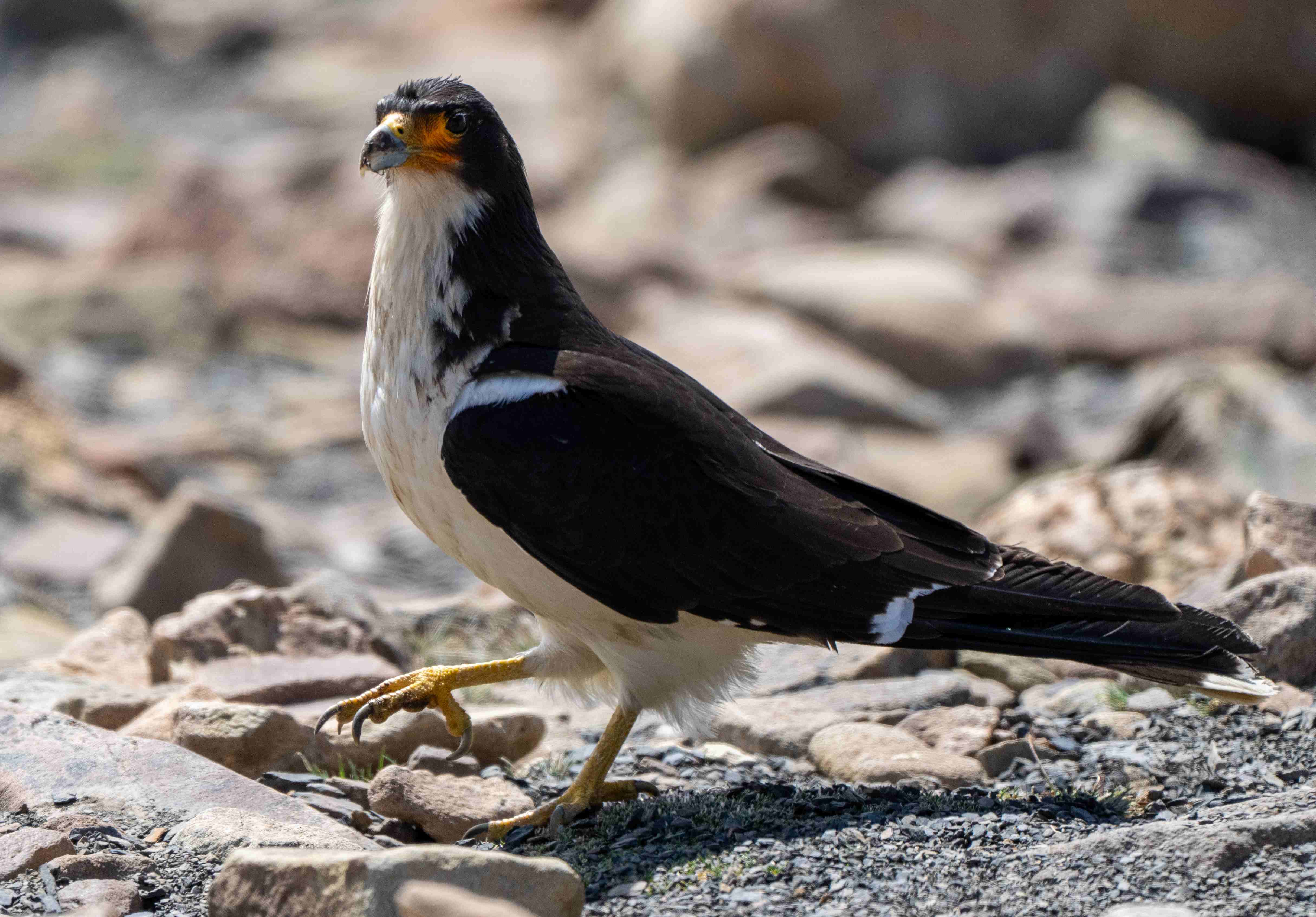 White-throated Caracara