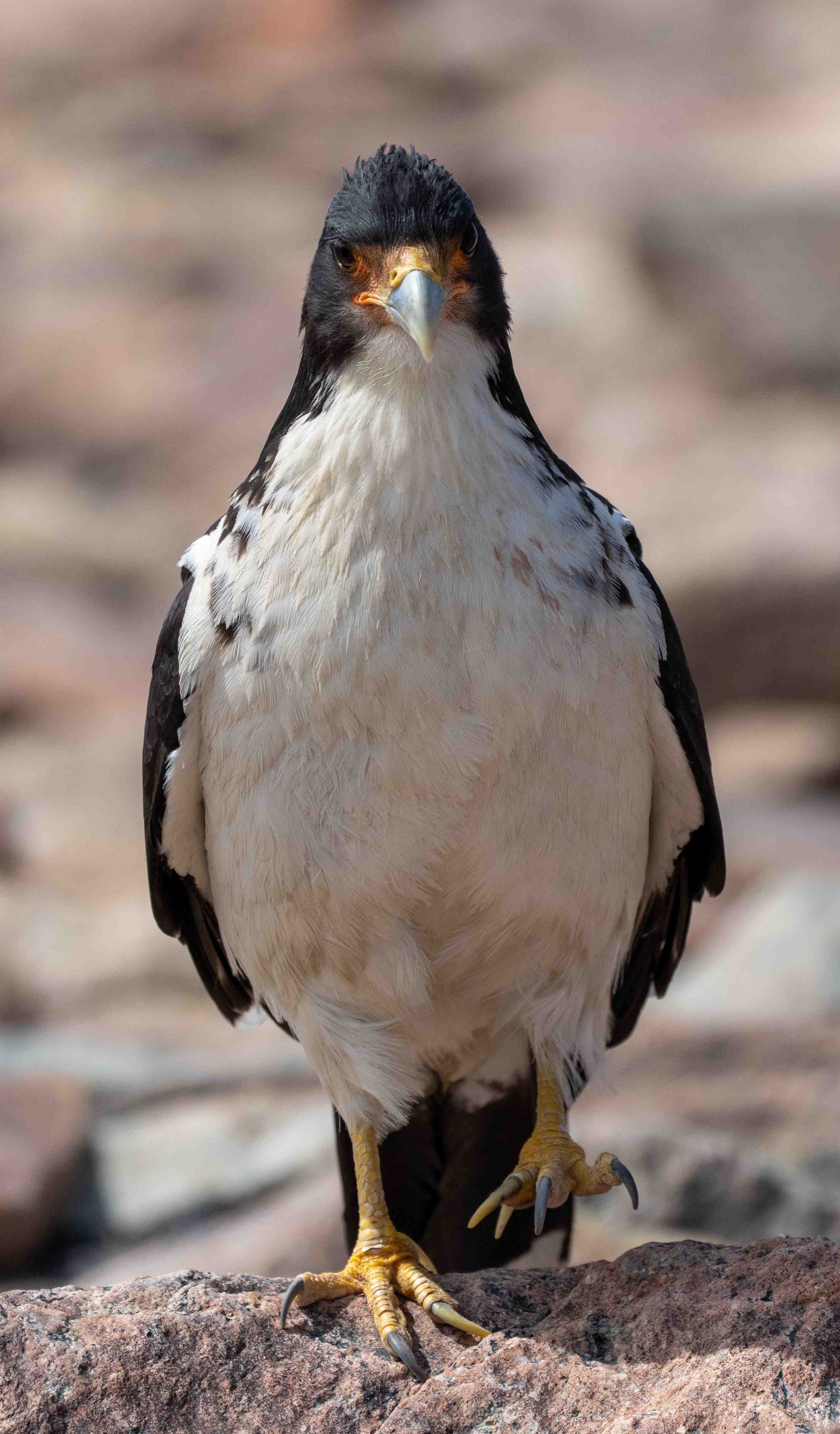 White-throated Caracara