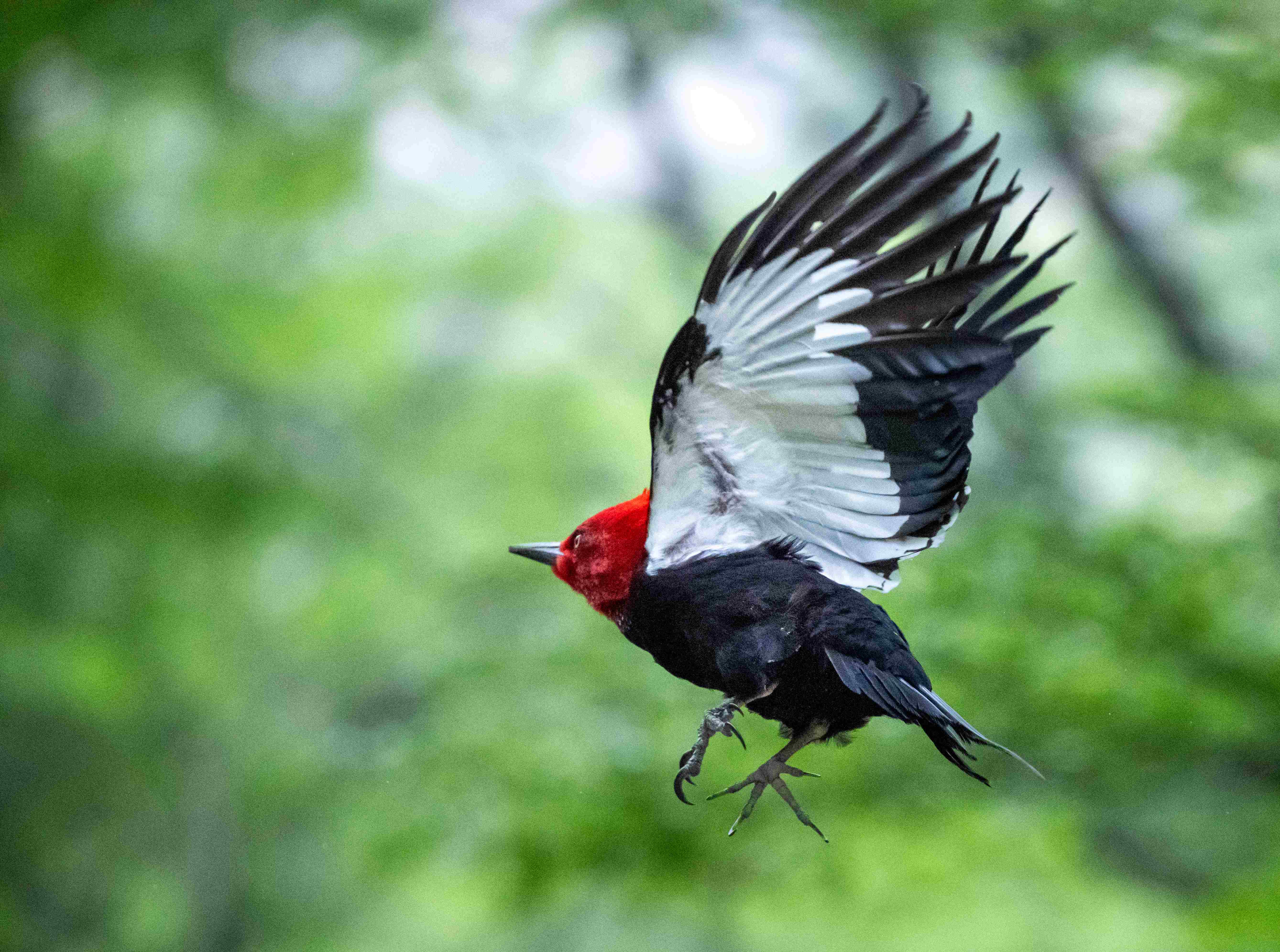 Magellanic Woodpecker