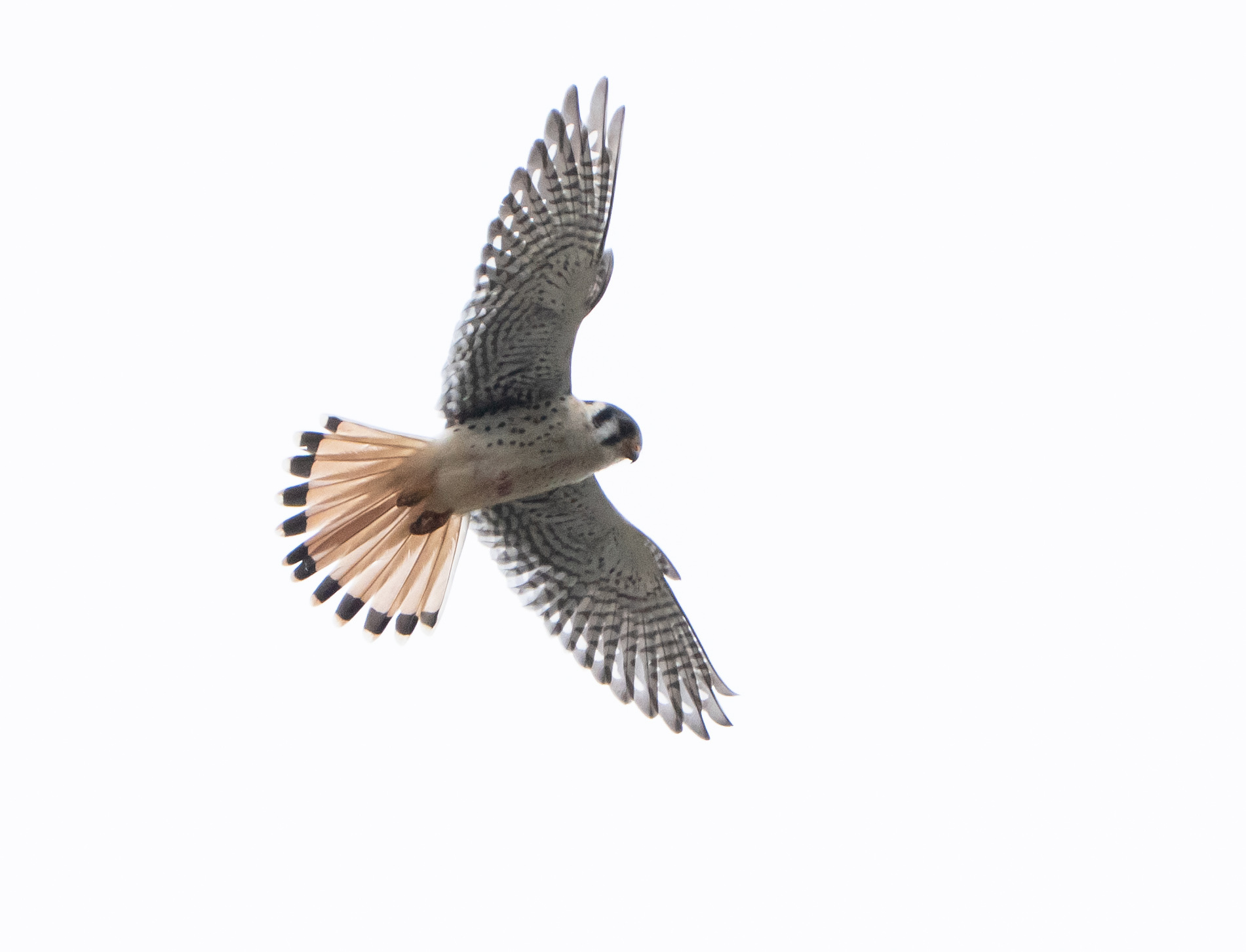 American Kestrel